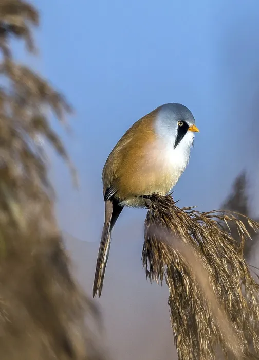 Framed Print : Bearded tit sitting on reed stalk Framed Print : Bearded tit sitting on reed stalk