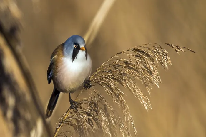 Framed Print : Bearded tit sitting on reed stalk