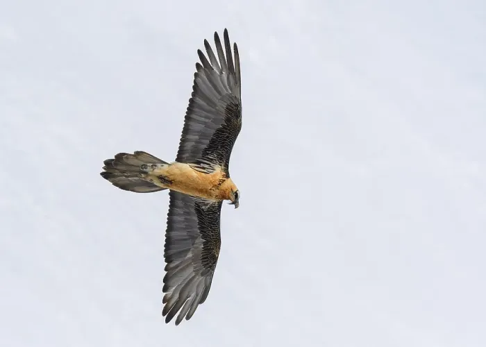 Framed Print : Bearded vulture (Gypaetus barbatus) Framed Print : Bearded vulture (Gypaetus barbatus)