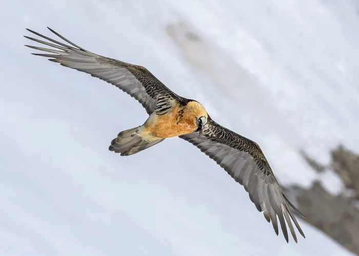 Framed Print : Bearded vulture (Gypaetus barbatus)