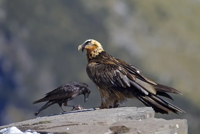 Framed Print : Bearded Vulture (Gypaetus barbatus) Framed Print : Bearded Vulture (Gypaetus barbatus)