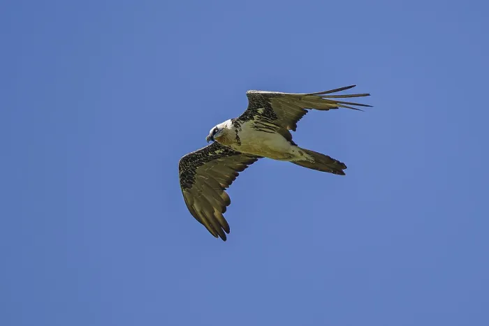 Framed Print : Bearded vulture (Gypaetus barbatus)