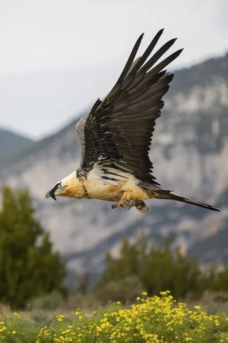Framed Print : Bearded Vulture (Gypaetus barbatus) adult bird in flight with mountains in the backround Framed Print : Bearded Vulture (Gypaetus barbatus) adult bird in flight with mountains in the backround