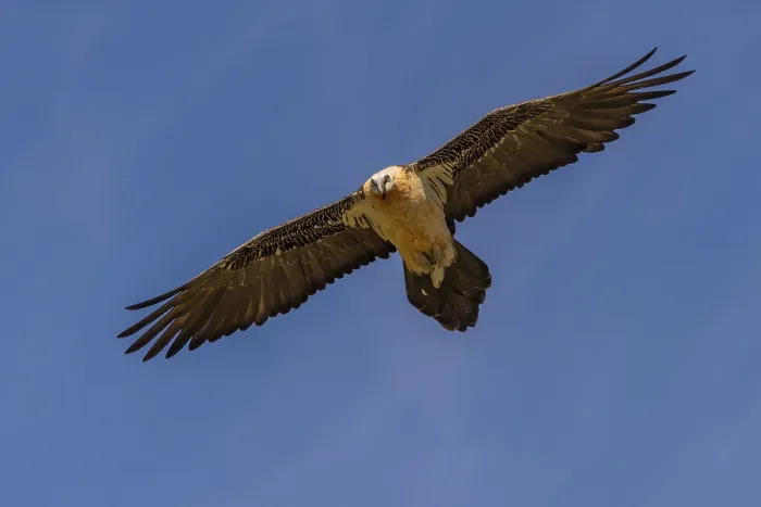 Framed Print : Bearded vulture (Gypeatus barbatus) adult Framed Print : Bearded vulture (Gypeatus barbatus) adult