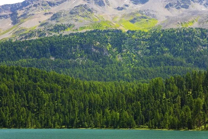 Framed Print : Beautiful Alpine Lake Silvaplana with Mountain View in the Swiss Alps in a Sunny Summer Day in Silvaplana Framed Print : Beautiful Alpine Lake Silvaplana with Mountain View in the Swiss Alps in a Sunny Summer Day in Silvaplana