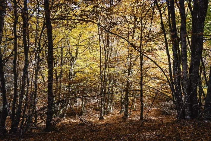 Framed Print : Beautiful autumn beech forest with yellow colors Framed Print : Beautiful autumn beech forest with yellow colors