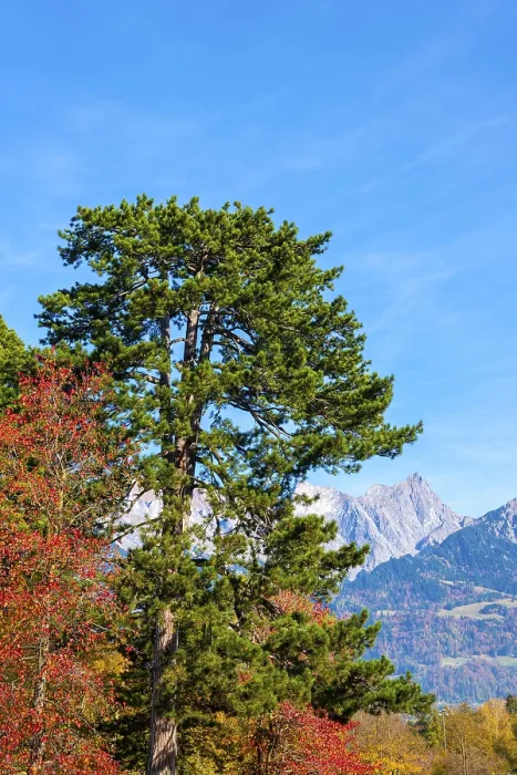 Framed Print : Beautiful Autumn Tree and Mountain and Blue Sky in a Sunny Day in Bad Ragaz