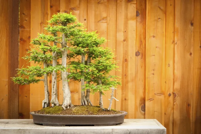Framed Print : Beautiful bald cypress bonsai tree forest against A wood fence