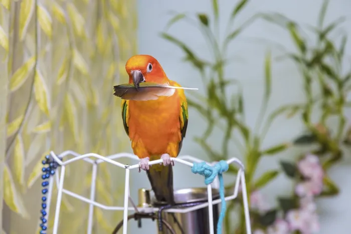 Framed Print : Beautiful birds on the parrot sun conure on holding a parrot feather puppy Framed Print : Beautiful birds on the parrot sun conure on holding a parrot feather puppy