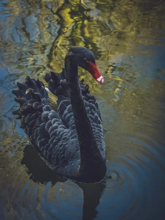 Framed Print : Beautiful black swan on the lake shore