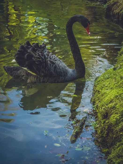 Framed Print : Beautiful black swan on the lake shore Framed Print : Beautiful black swan on the lake shore