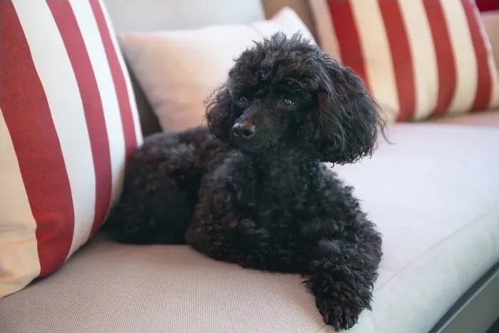 Framed Print : Beautiful black Toy Poodle resting on a outdoor sofa