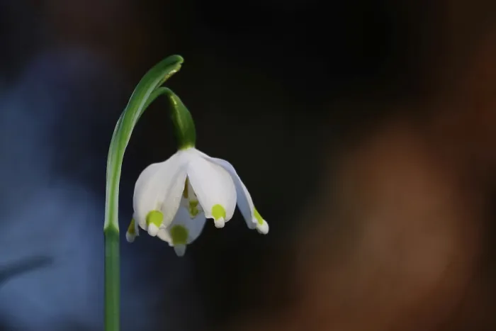 Framed Print : Beautiful blossom of the marchberry (Leucojum vernum) Framed Print : Beautiful blossom of the marchberry (Leucojum vernum)