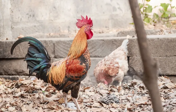 Framed Print : Beautiful breed rooster in the yard