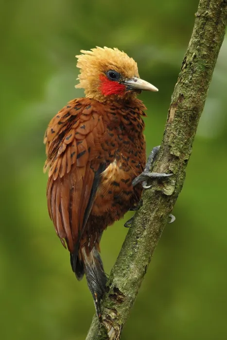 Framed Print : Beautiful brown bird form tropic mountain forest Framed Print : Beautiful brown bird form tropic mountain forest