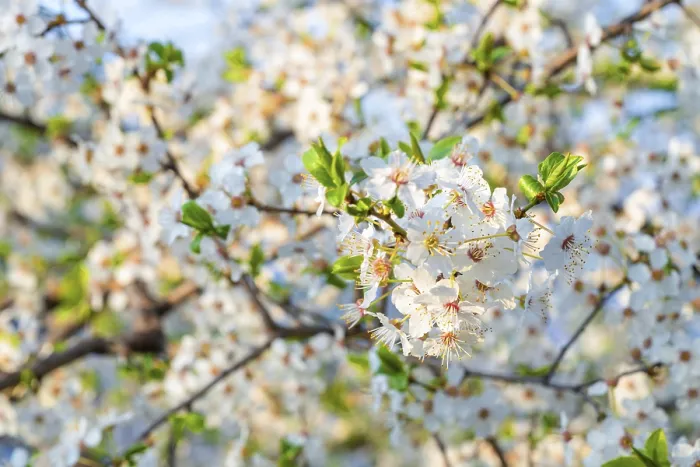 Framed Print : Beautiful cherry blooming tree close up during spring season Framed Print : Beautiful cherry blooming tree close up during spring season