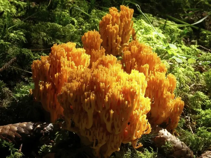 Framed Print : Beautiful clavaria (Ramaria formosa)