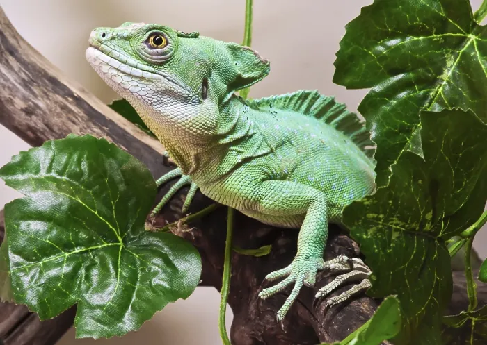 Framed Print : Beautiful close up photo of lizard Plumed basilisk