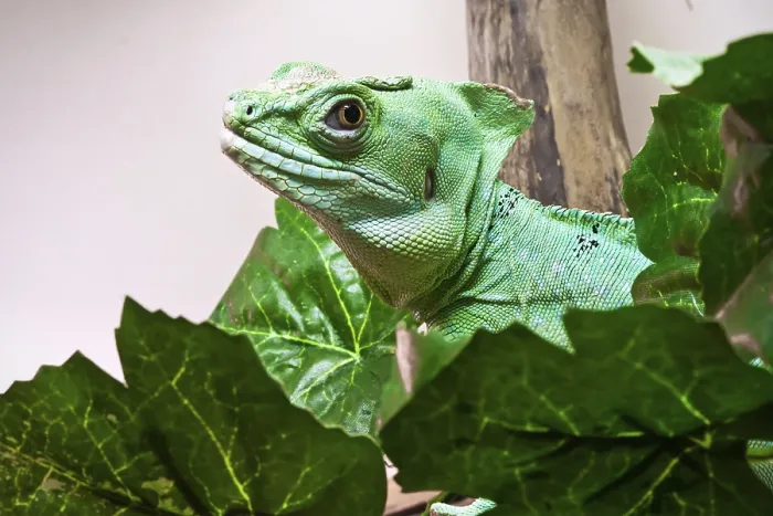 Framed Print : Beautiful close up photo of lizard Plumed basilisk Framed Print : Beautiful close up photo of lizard Plumed basilisk