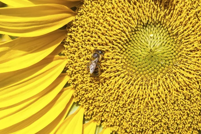 Framed Print : Beautiful close-up photo of big yellow sunflower