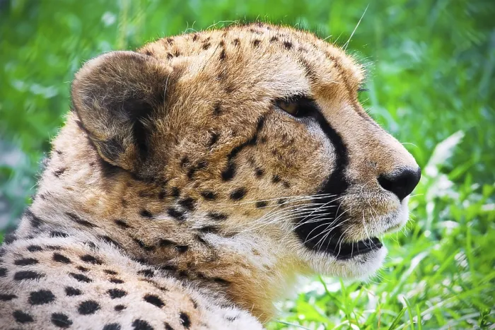 Framed Print : Beautiful close-up portrait of young graceful Cheetah