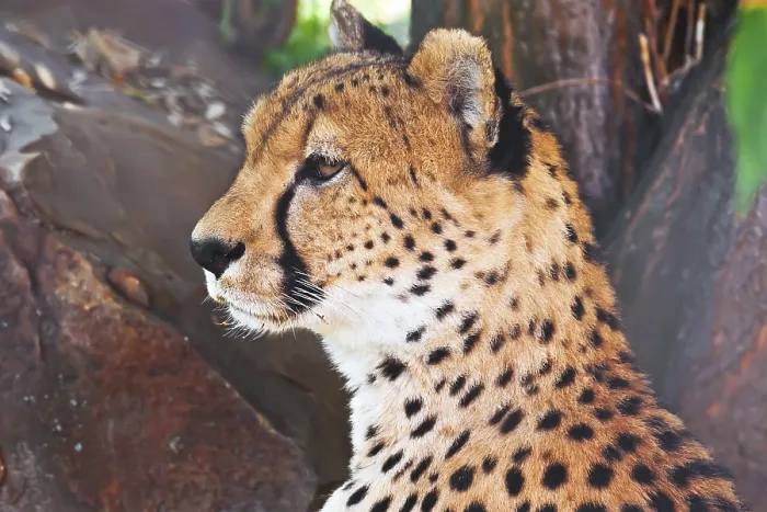 Framed Print : Beautiful close-up portrait of young graceful Cheetah