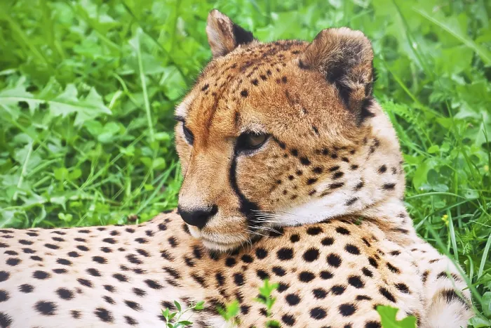 Framed Print : Beautiful close-up portrait of young graceful Cheetah