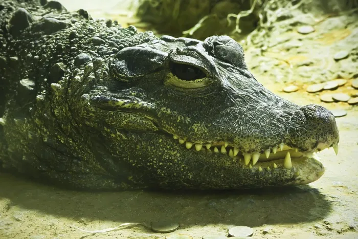 Framed Print : Beautiful closeup photo of big green crocodile