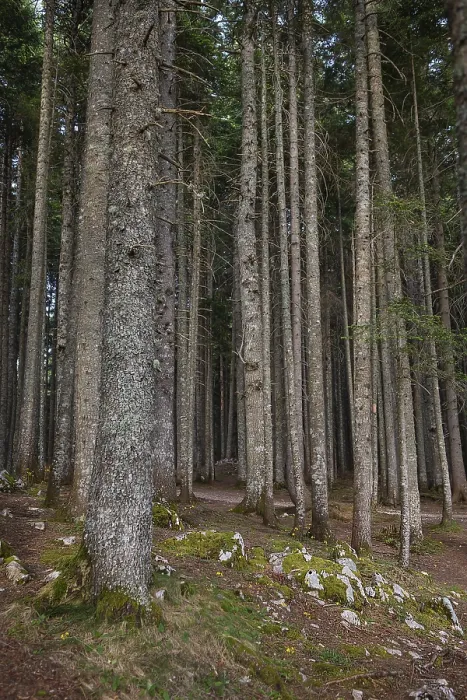 Framed Print : Very beautiful and dense forest in Durmitor National Park