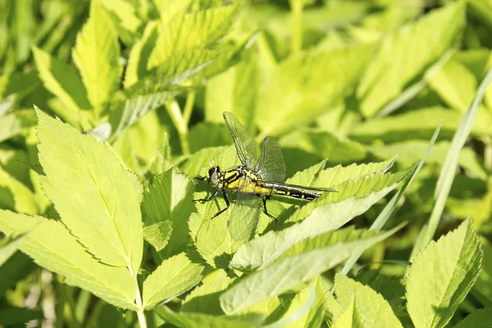 Framed Print : Beautiful dragonfly on leaves with green background Framed Print : Beautiful dragonfly on leaves with green background