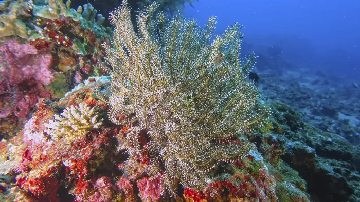 Framed Print : Beautiful feather star (Cenometra bella) on a coral reef with different colours and structures