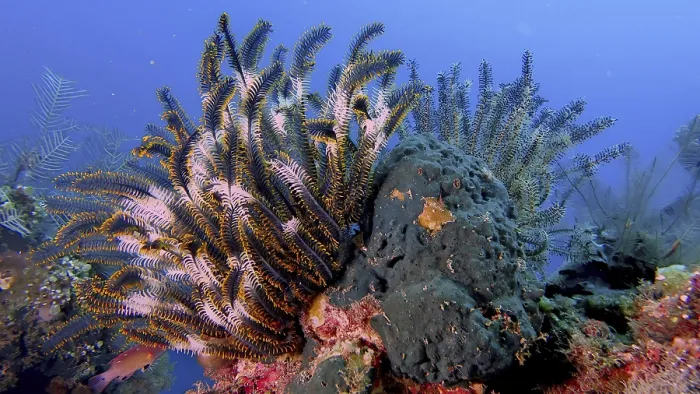 Framed Print : Beautiful feather star (Cenometra bella) shining in the blue water