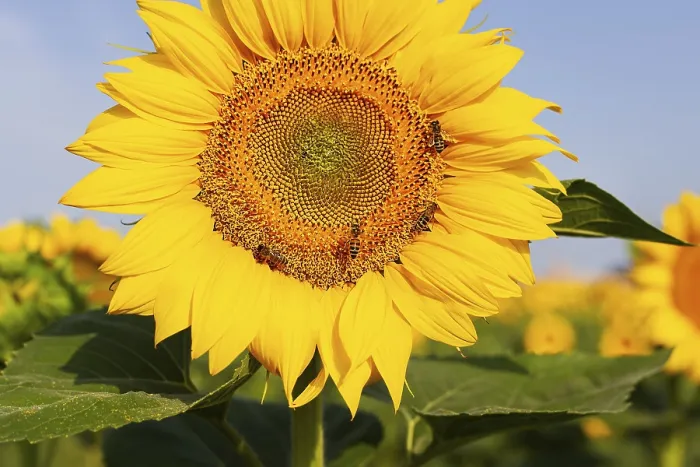 Framed Print : A beautiful field of blooming golden sunflowers against a blue sky