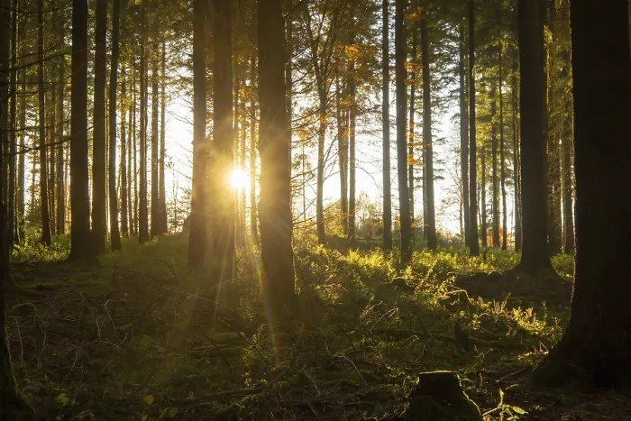 Framed Print : Beautiful fir forest with low sun