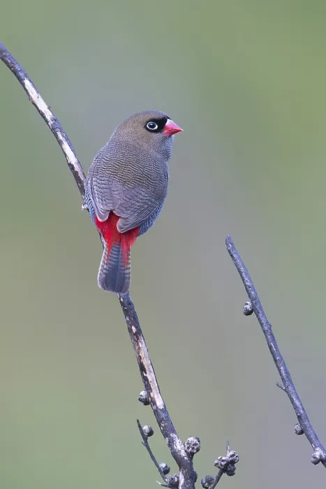 Framed Print : Beautiful Firetail (Stagonopleura bella) perched on a branch