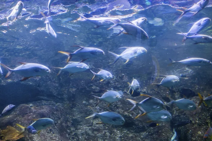 Framed Print : Beautiful fish at bottom of the aquarium
