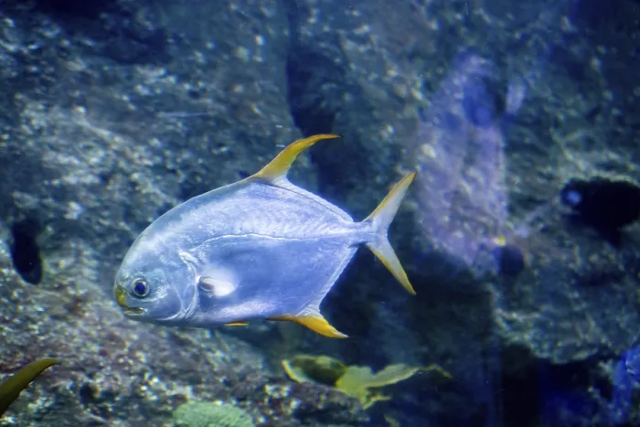 Framed Print : Beautiful fish at bottom of the aquarium Framed Print : Beautiful fish at bottom of the aquarium