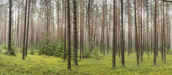 Framed Print : A beautiful forest with even tall trunks of middle-aged pines