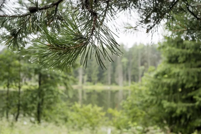 Framed Print : A beautiful forest with even tall trunks of middle-aged pines Framed Print : A beautiful forest with even tall trunks of middle-aged pines