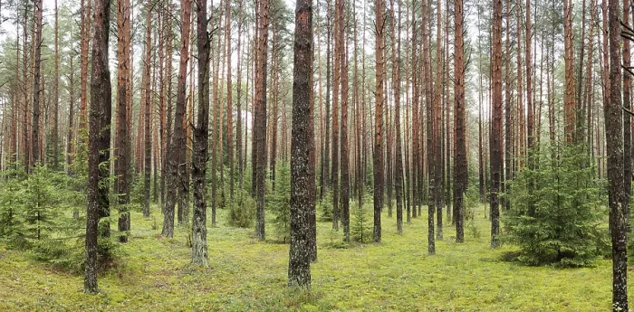 Framed Print : A beautiful forest with even tall trunks of middle-aged pines Framed Print : A beautiful forest with even tall trunks of middle-aged pines