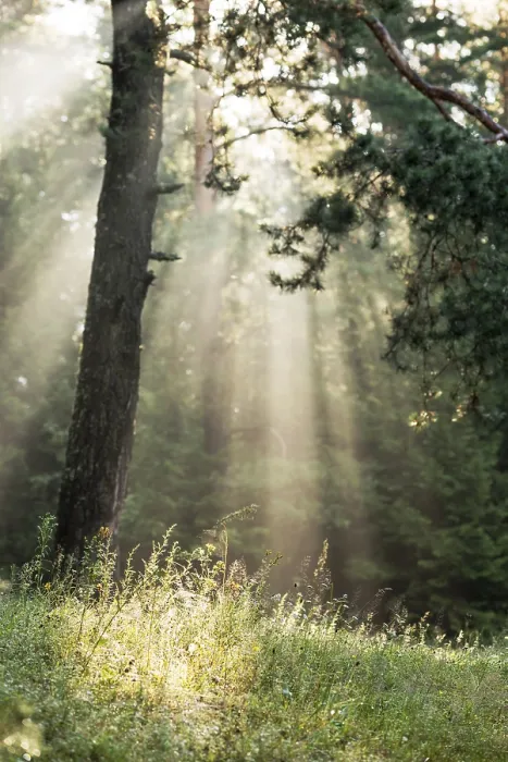 Framed Print : A beautiful forest with even tall trunks of middle-aged pines