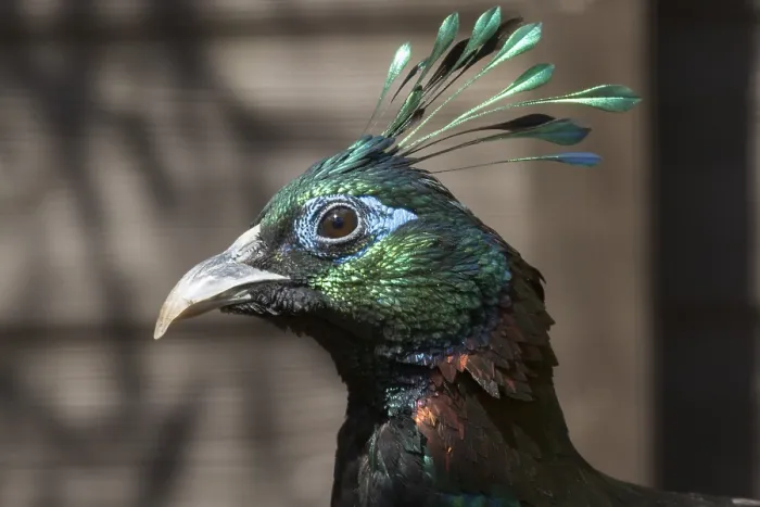 Framed Print : A Beautiful Himalayan monal bird head closeup