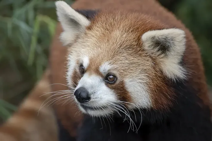 Framed Print : Beautiful images of a red panda Framed Print : Beautiful images of a red panda