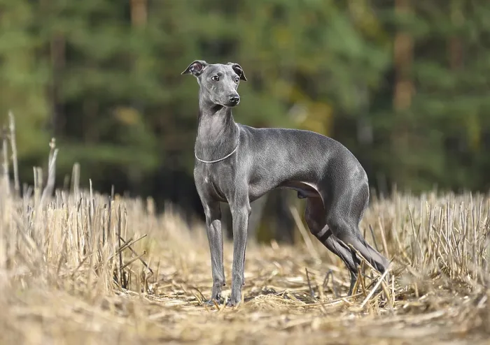 Framed Print : Beautiful Italian Greyhound standing on a yellow stubble background
