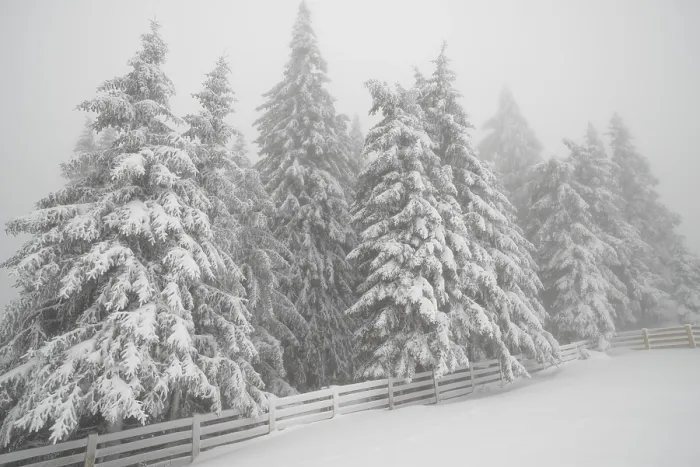 Framed Print : Beautiful landscape with mist and snowfall in winter forest Framed Print : Beautiful landscape with mist and snowfall in winter forest