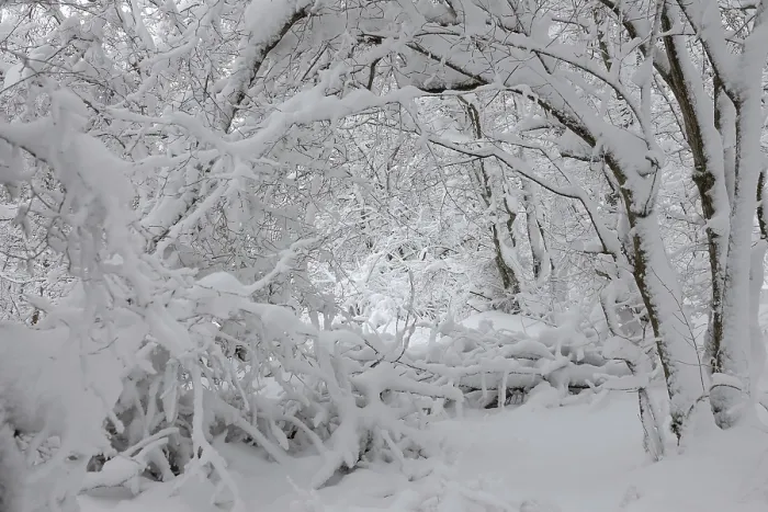 Framed Print : Beautiful landscape with snow covered branches in winter forest