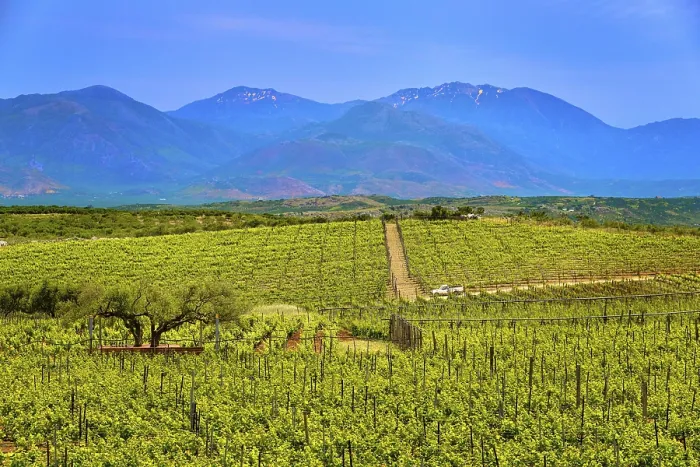 Framed Print : Beautiful landscape with vineyards and distant mountains