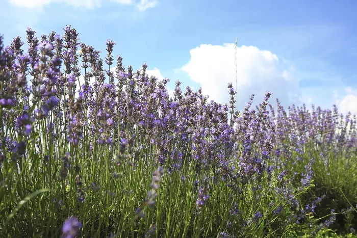 Framed Print : Beautiful lavender field under a clear blue sky