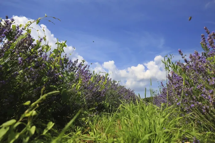 Framed Print : Beautiful lavender field under a clear blue sky Framed Print : Beautiful lavender field under a clear blue sky