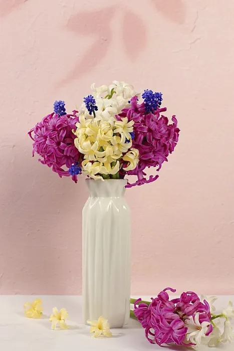 Framed Print : Beautiful still life of different varieties of hyacinths and muscari in a vase on an elegant kitchen background Framed Print : Beautiful still life of different varieties of hyacinths and muscari in a vase on an elegant kitchen background